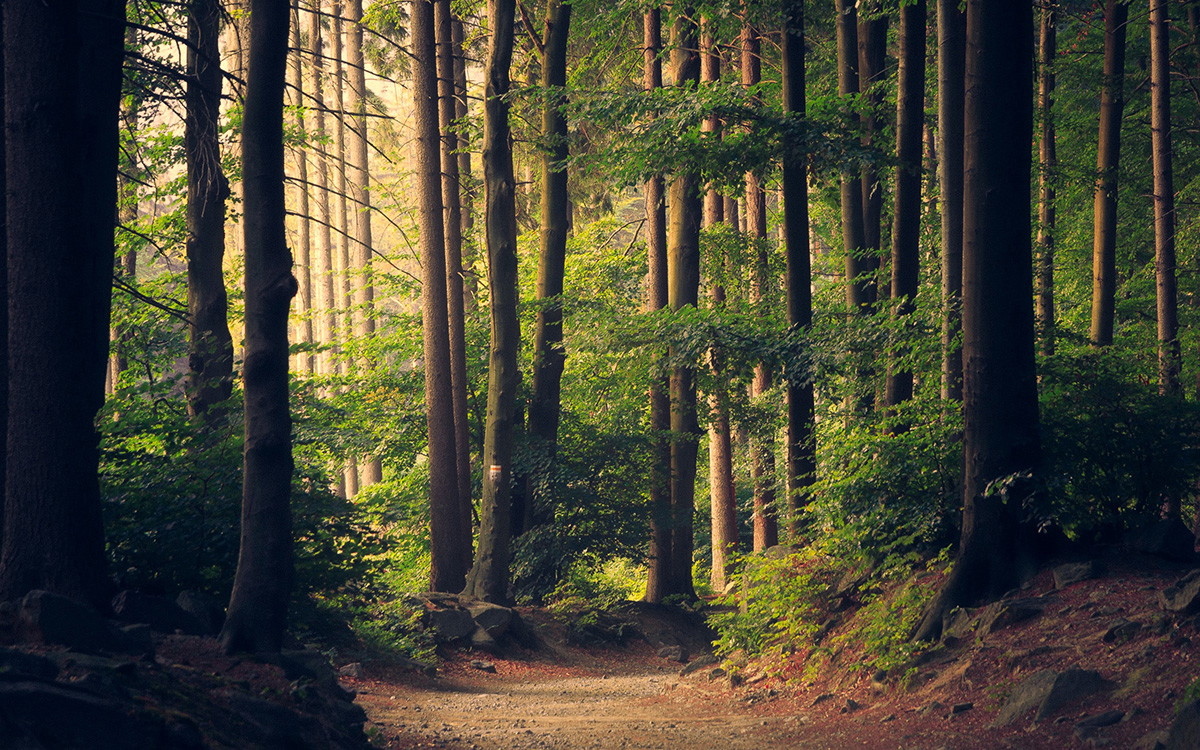De mooiste bossen voor een nachtje weg, fikse wandeling of fietstocht