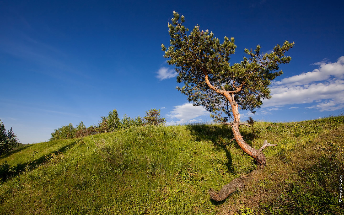 фотограф Строганов Алексей  http://www.BFoto.ru